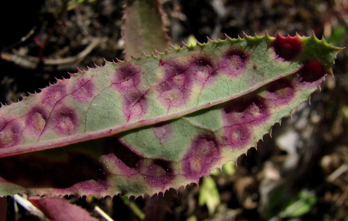 Image of Sonchus arvensis specimen.