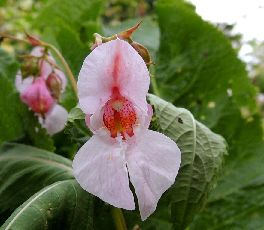 Image of Impatiens glandulifera specimen.