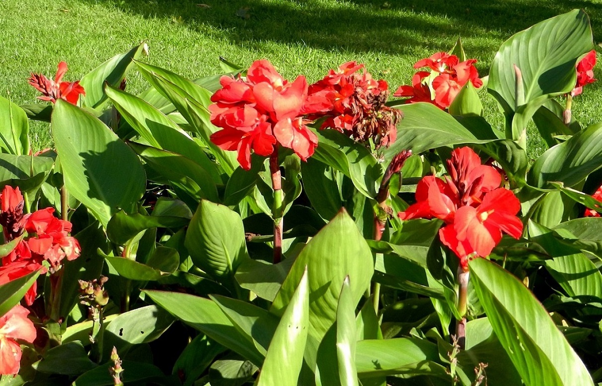 Image of Canna indica specimen.