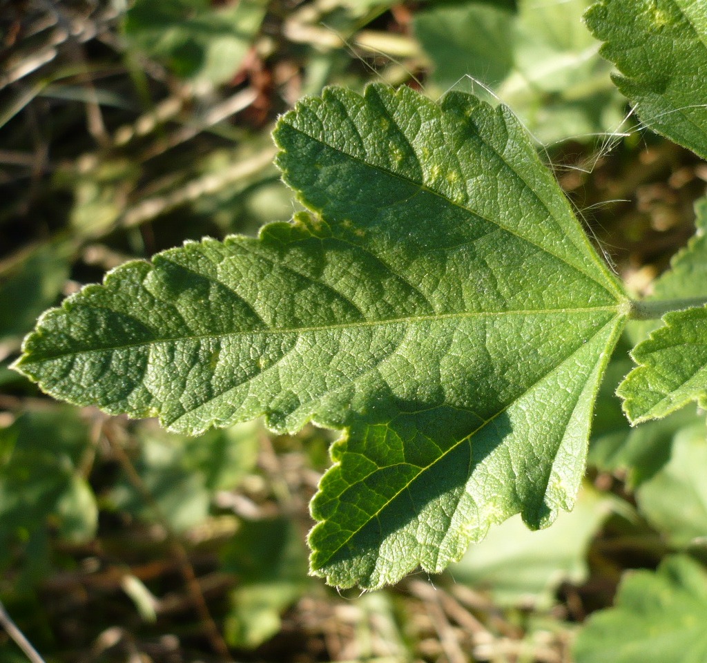 Image of Malva thuringiaca specimen.