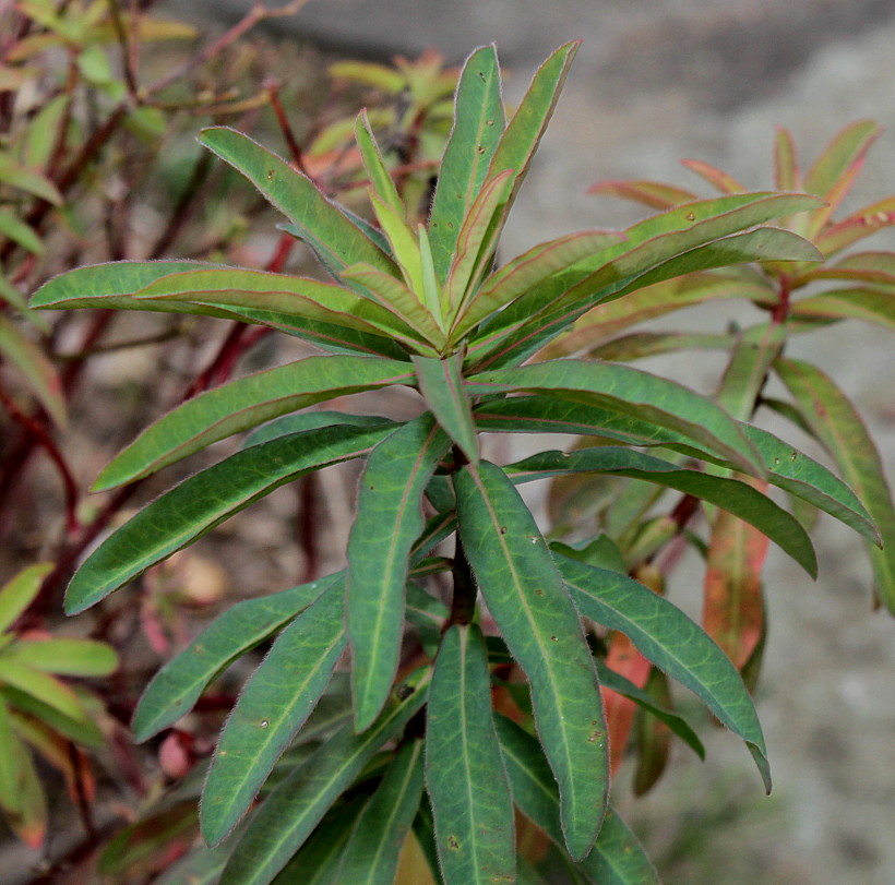 Изображение особи род Euphorbia.