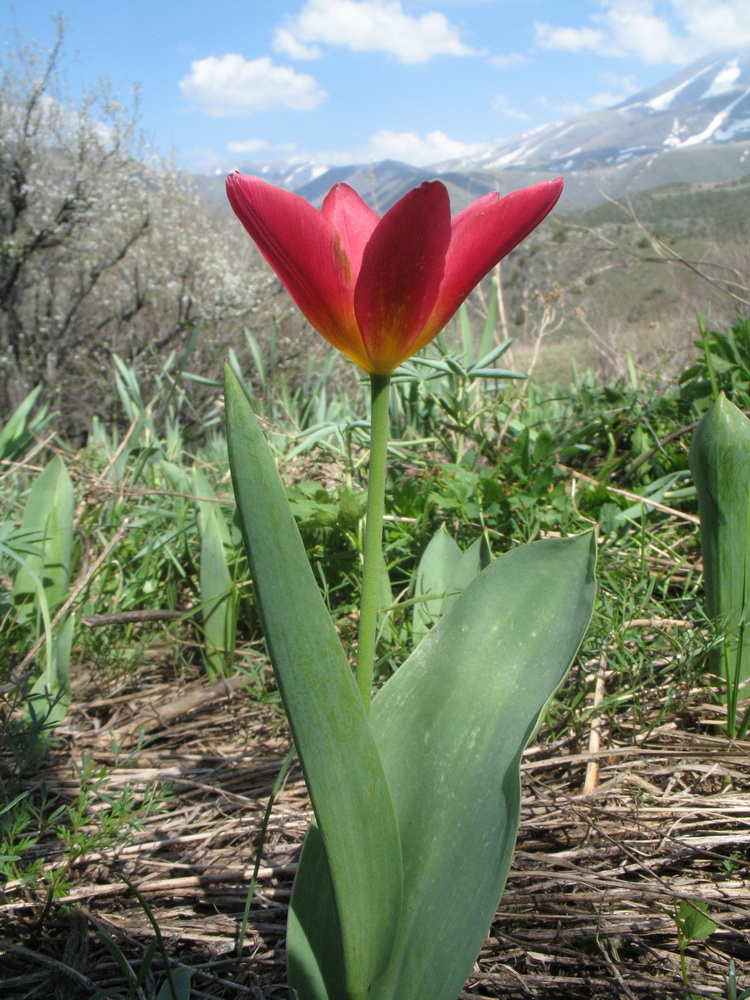 Изображение особи Tulipa berkariensis.