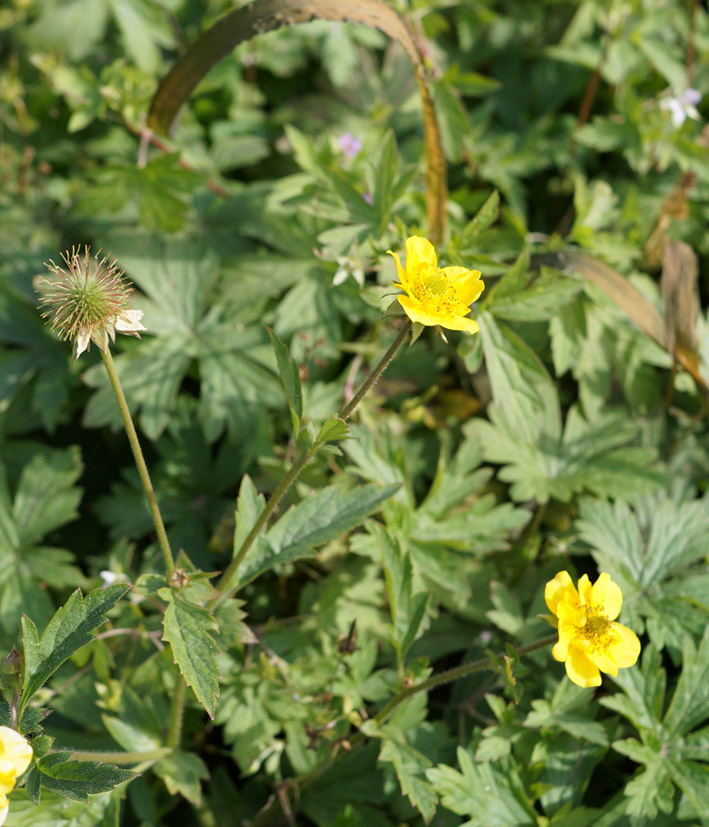 Image of Geum aleppicum specimen.