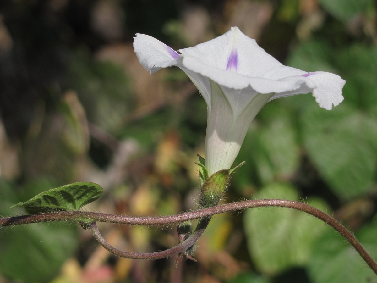 Image of Ipomoea purpurea specimen.