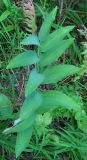 Polygonatum odoratum