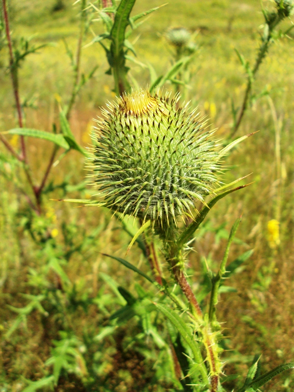 Изображение особи Cirsium vulgare.