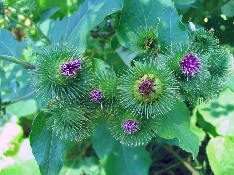 Изображение особи Arctium lappa.