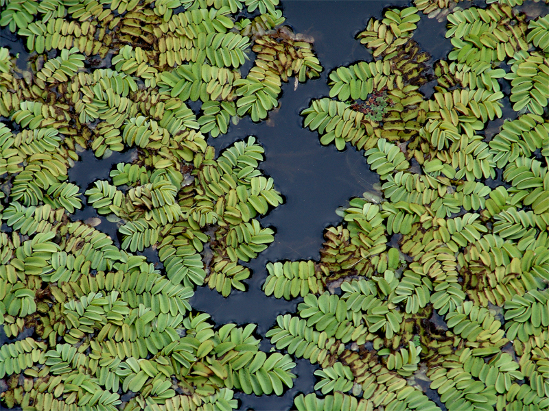Image of Salvinia natans specimen.