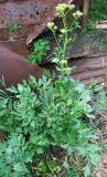 Levisticum officinale