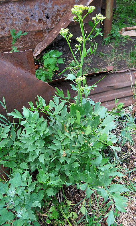 Image of Levisticum officinale specimen.