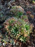 Orostachys spinosa