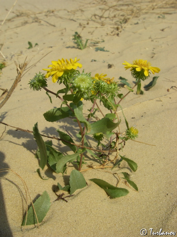 Изображение особи Grindelia squarrosa.