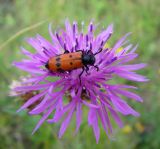 Centaurea jacea