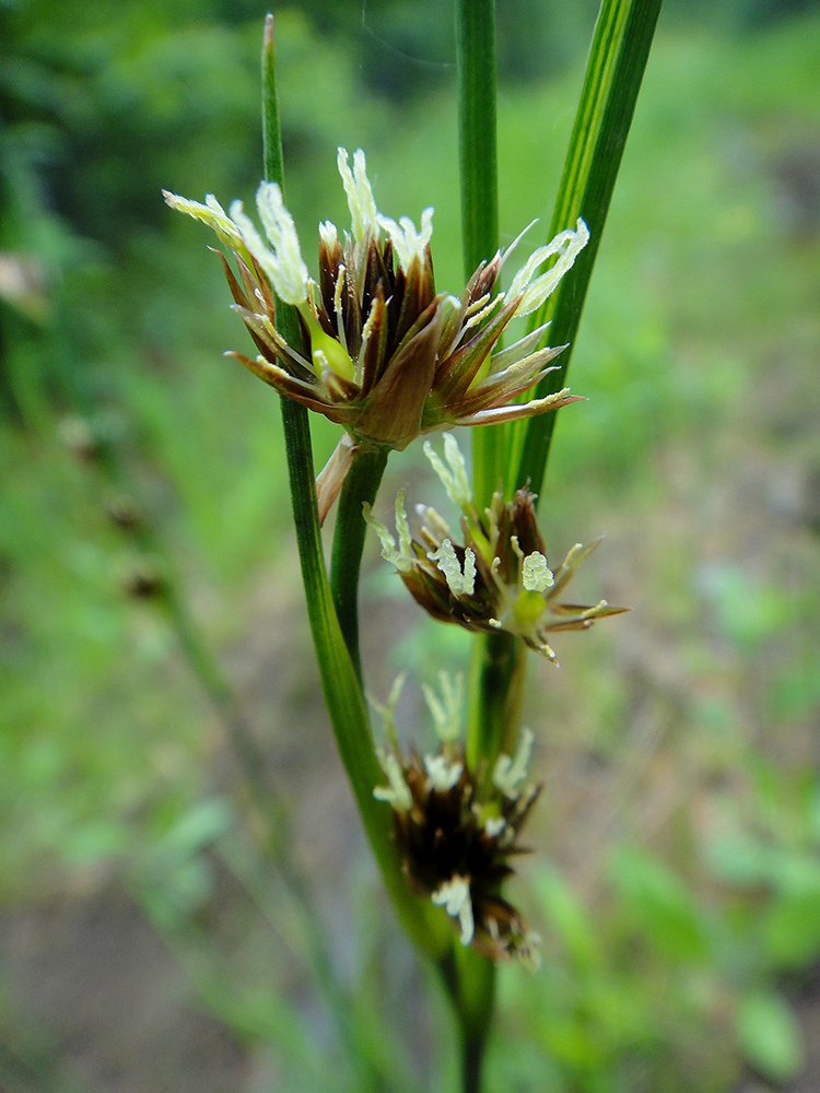 Изображение особи Juncus leucochlamys.