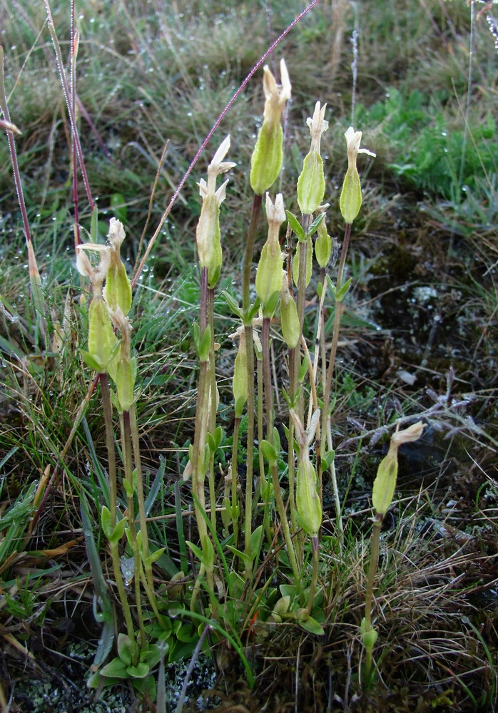 Image of Gentiana verna specimen.