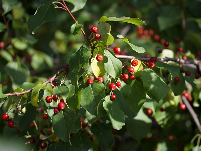 Изображение особи Malus baccata.