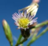 Symphyotrichum graminifolium. Соцветие. Краснодарский край, Сочи, окр. Хосты, рудеральное место. 23.10.2015.