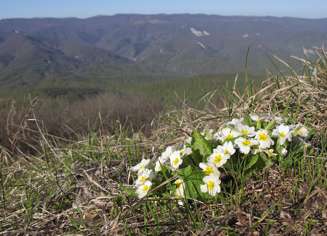 Image of Primula vulgaris specimen.