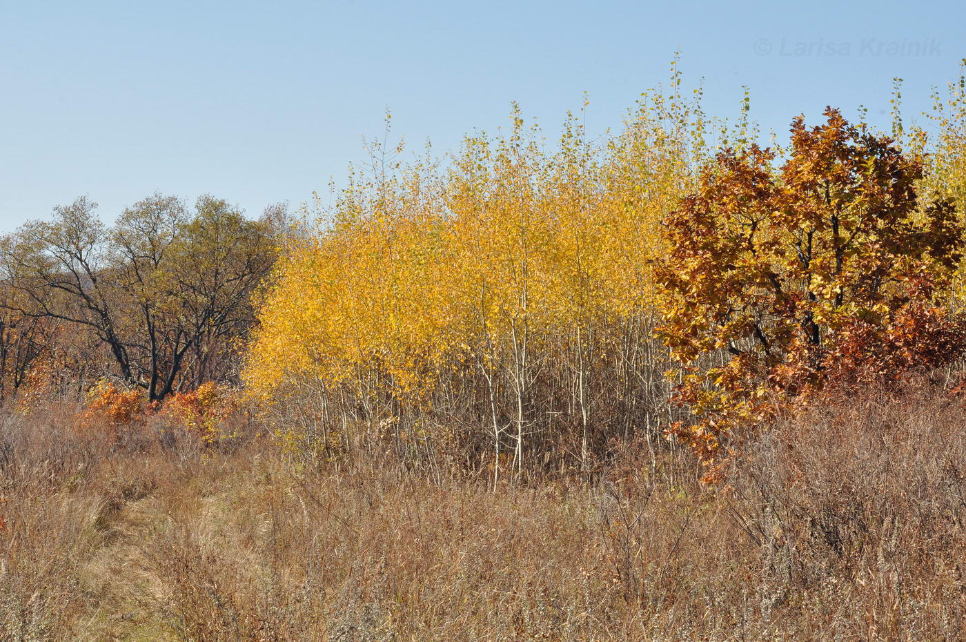 Image of Populus tremula specimen.