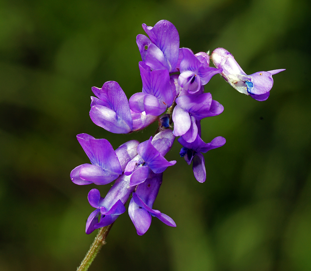 Изображение особи Vicia cracca.