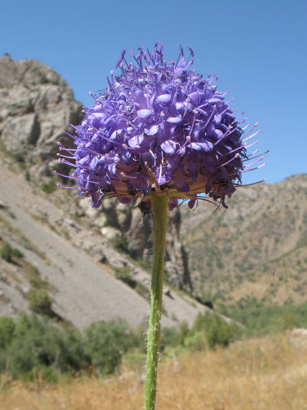 Image of Dipsacus dipsacoides specimen.