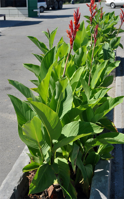 Изображение особи Canna indica.