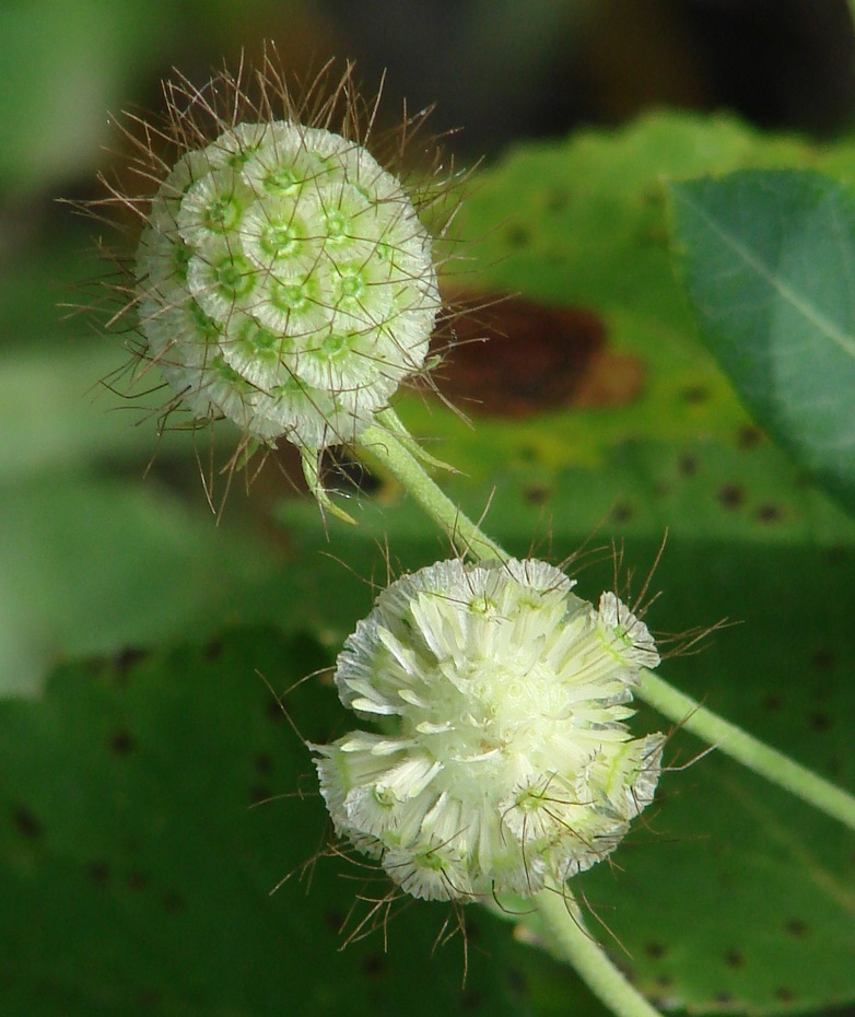 Изображение особи Scabiosa ochroleuca.