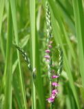 Spiranthes australis