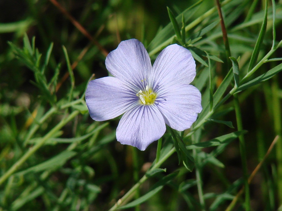 Изображение особи Linum baicalense.