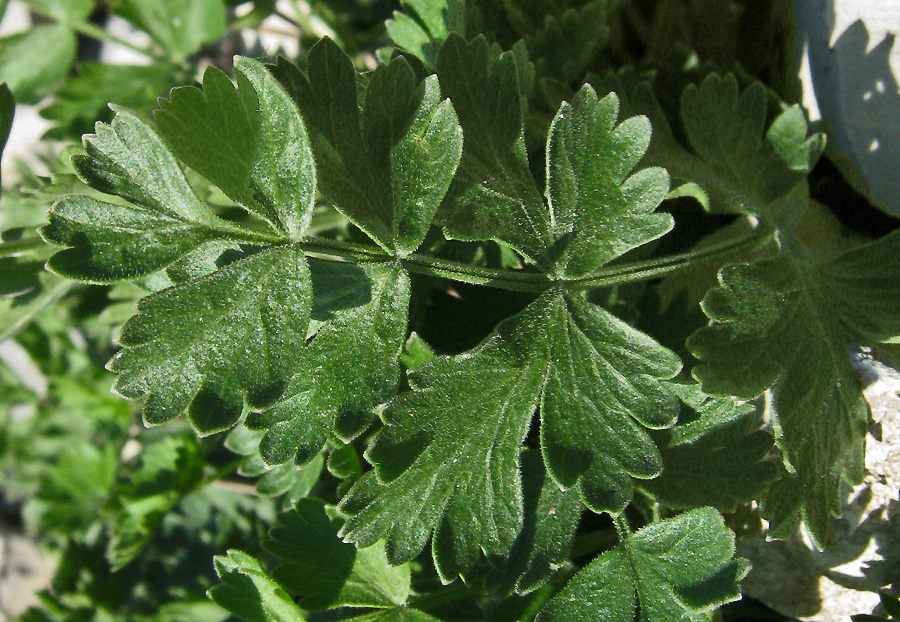 Image of Pimpinella tragium specimen.