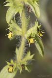 Sideritis montana