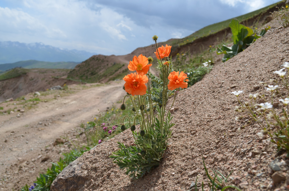 Изображение особи Papaver croceum.