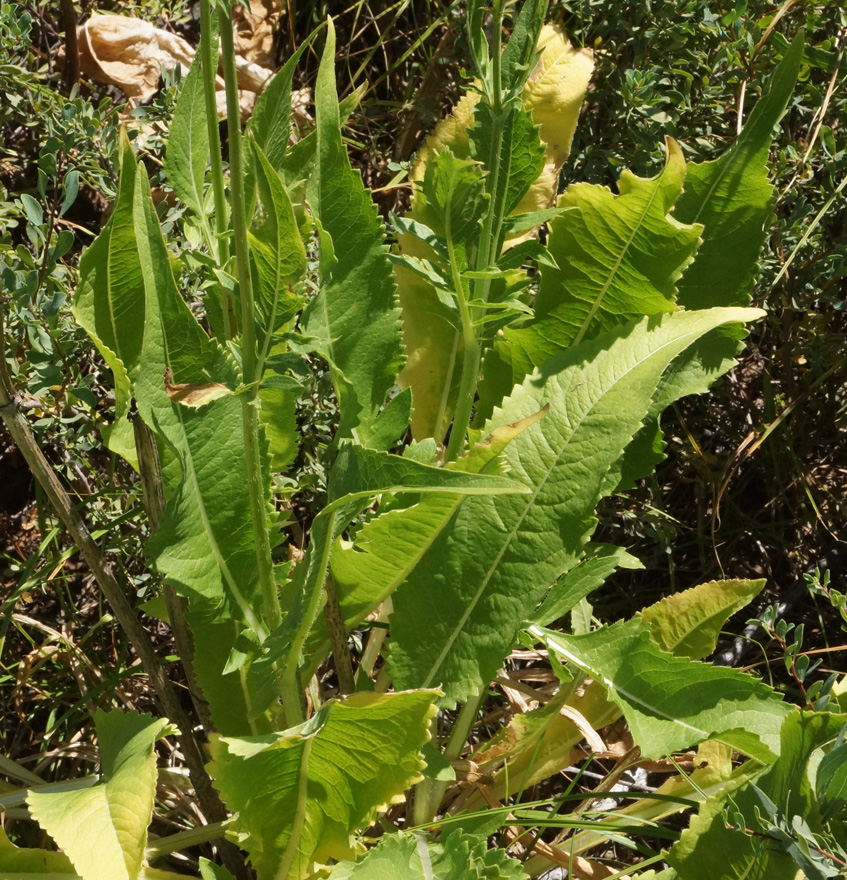 Image of Dipsacus dipsacoides specimen.