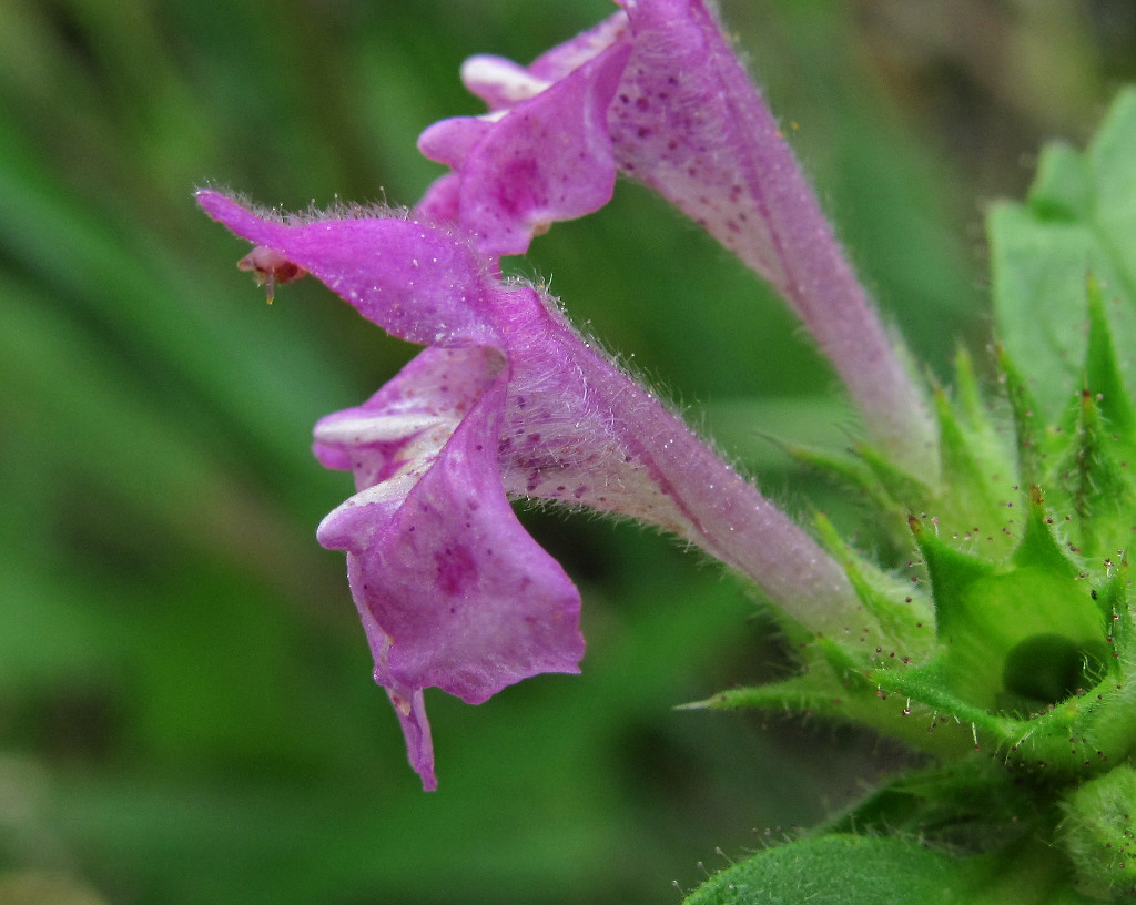 Изображение особи Galeopsis ladanum.