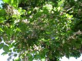 Pongamia pinnata