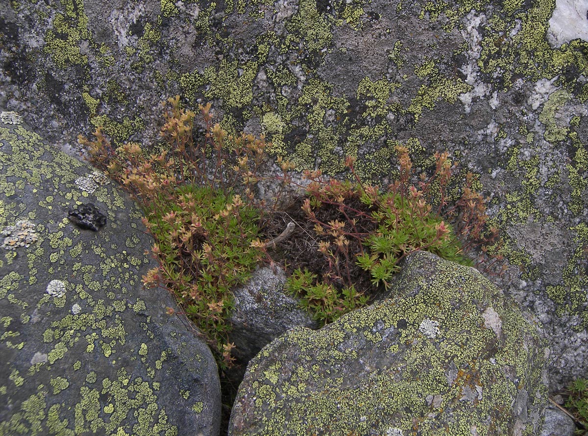 Image of Saxifraga moschata specimen.