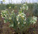 Onosma tinctoria