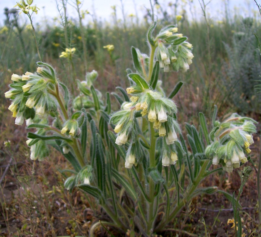 Изображение особи Onosma tinctoria.