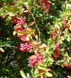 Berberis iliensis