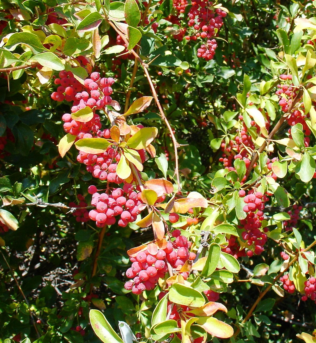 Изображение особи Berberis iliensis.