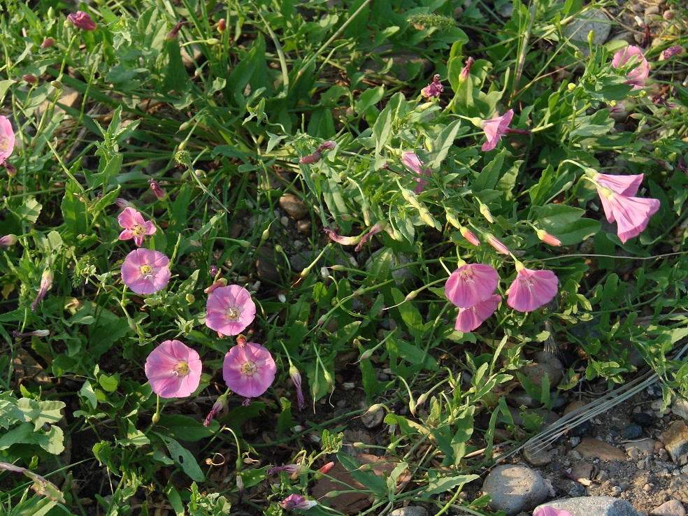 Image of Convolvulus arvensis specimen.