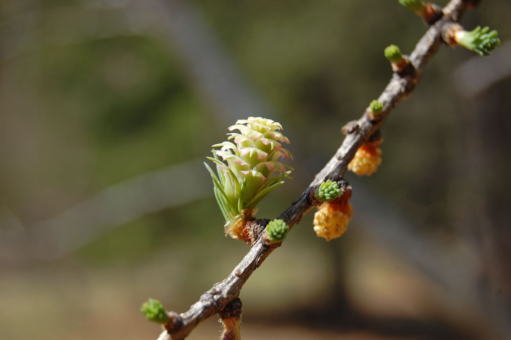 Image of Larix sibirica specimen.