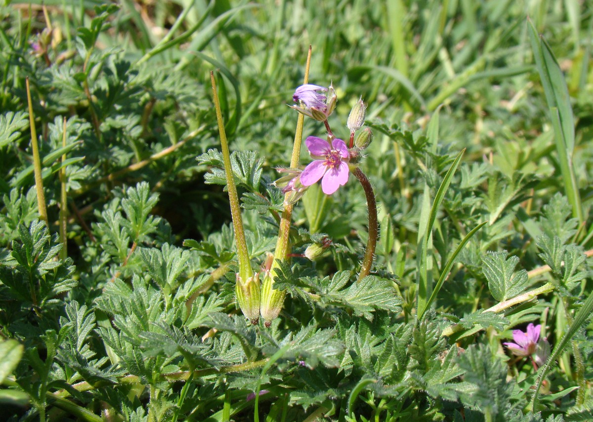 Изображение особи Erodium cicutarium.