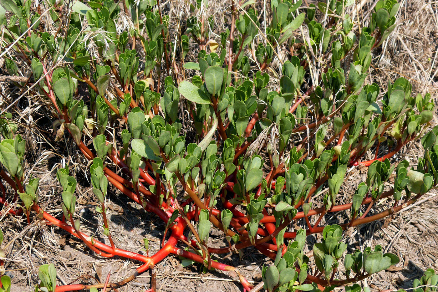Image of Portulaca oleracea specimen.