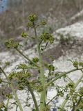 Crambe tataria. Верхушка растения с нераскрывшимися соцветиями. Воронежская обл., Лискинский р-н, окр. с. Дивногорье. 02.05.2015.