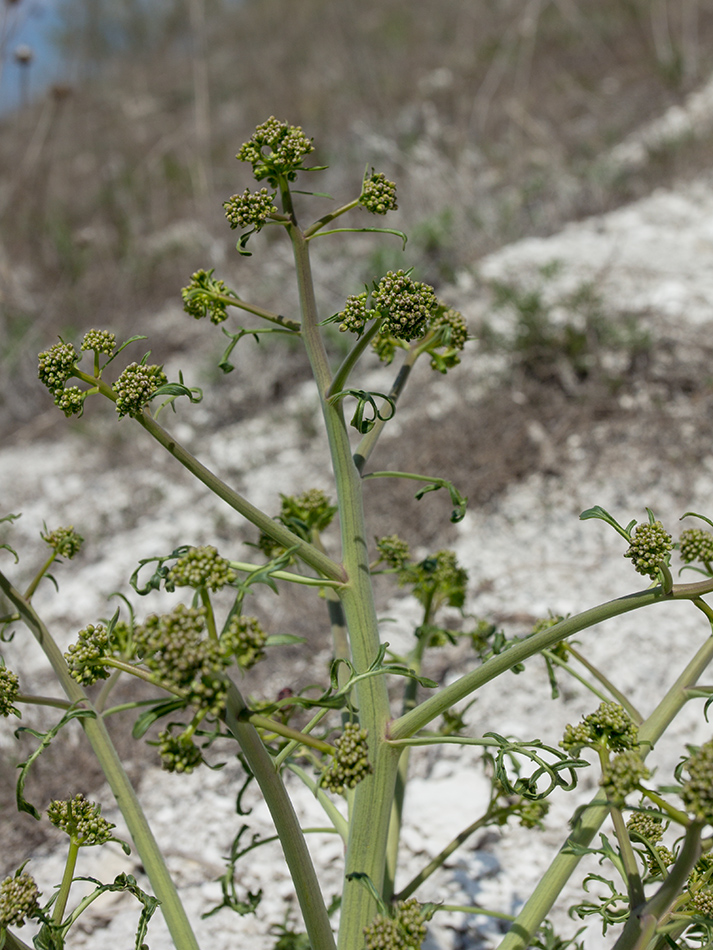 Image of Crambe tataria specimen.