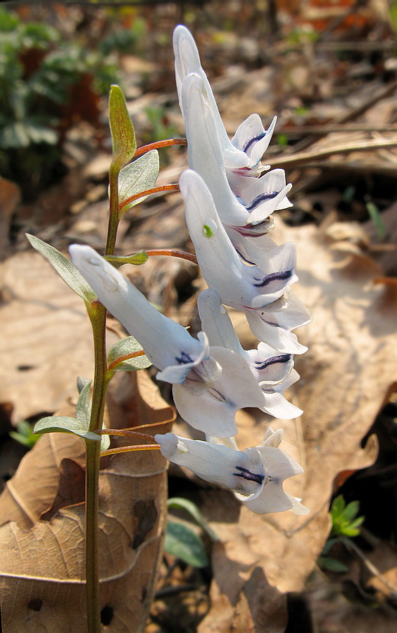 Image of Corydalis repens specimen.