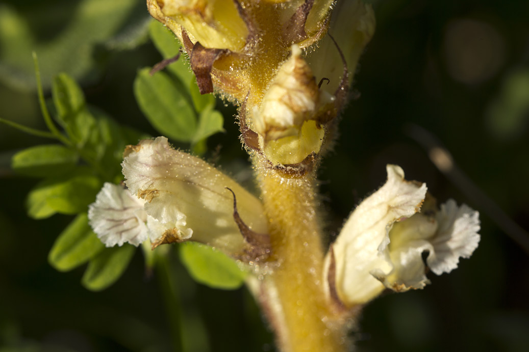 Image of Orobanche crenata specimen.