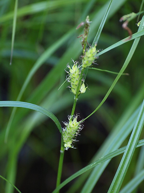 Image of Carex hirta specimen.