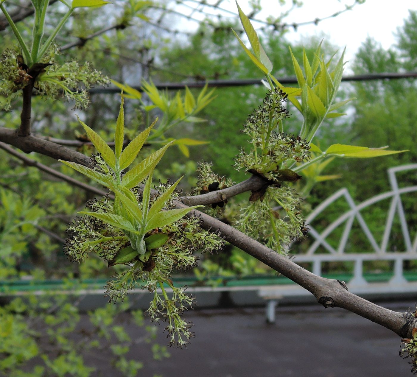 Image of Fraxinus pennsylvanica specimen.